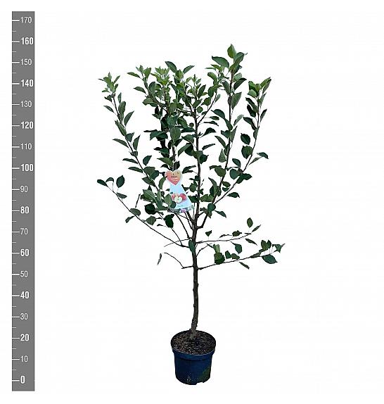 Malus domestica Elstar C7,5 Lit. 125-150 cm