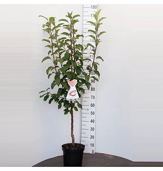 Malus domestica Elstar C7,5 Lit. 125-150 cm