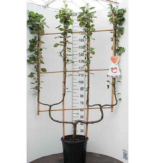 Malus domestica Elstar C20 Lit. 150-175 cm dvojna U forma