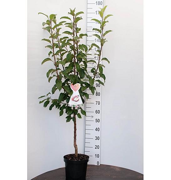 Malus domestica Discovery C7,5 Lit. 125-150 cm