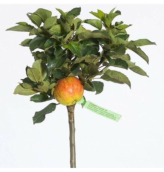 Malus domestica Croquella C5 Lit. 80-100 cm Patio