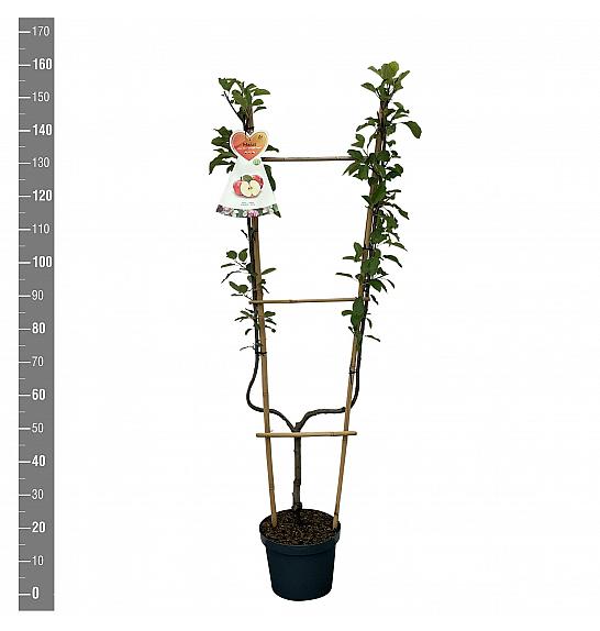 Malus domestica Coxs Orange Pippin C7,5 Lit. 140-160 cm U forma