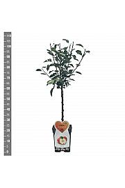 Malus domestica Coxs Orange Pippin C5 Lit. 80-100 cm Patio