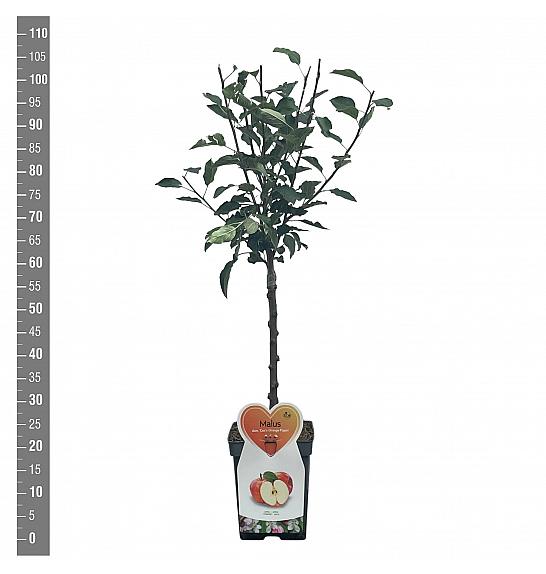 Malus domestica Coxs Orange Pippin C5 Lit. 80-100 cm Patio