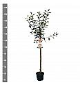 Malus domestica Cox Orange Pippin C7,5 Lit. 175-200 cm Na steblu 100 cm