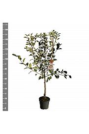 Malus domestica Cox Orange Pippin C7,5 Lit. 125-150 cm