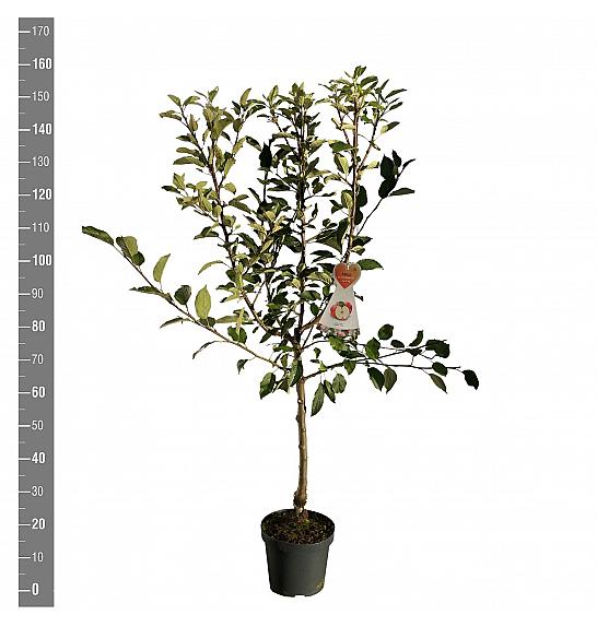 Malus domestica Cox Orange Pippin C7,5 Lit. 125-150 cm