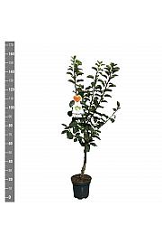 Malus domestica Bramleys Seedling C7,5 Lit. 125-150 cm