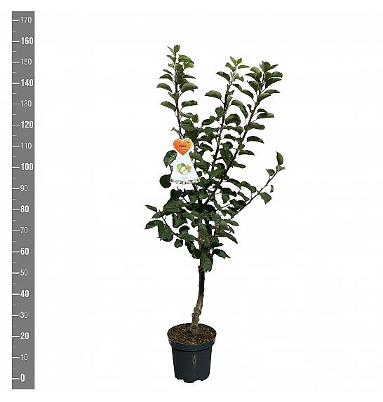 Malus domestica Bramleys Seedling C7,5 Lit. 125-150 cm