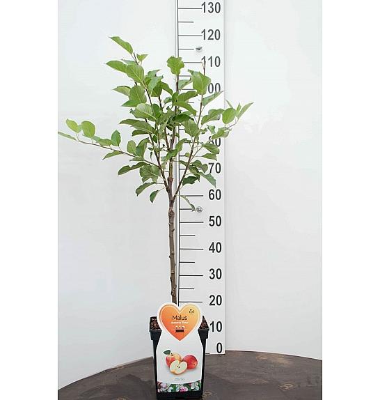 Malus domestica Braeburn C5 Lit. 80-100 cm Patio