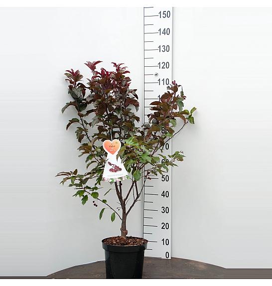 Malus domestica Appletini - okrasna C7,5 Lit. 60-80 cm