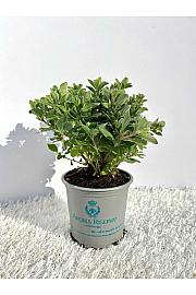 Origanum majorana Ø9