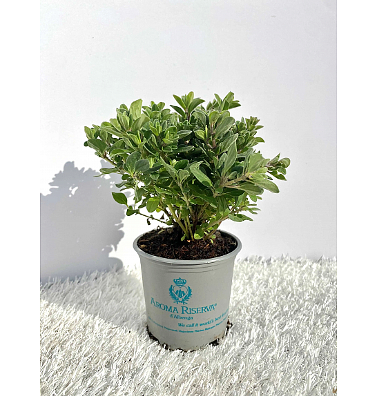 Origanum majorana Ø9