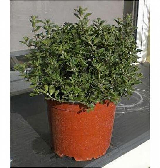 Origanum majorana Ø19