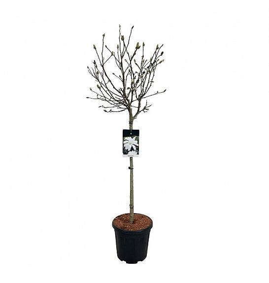 Magnolia stellata C15 Lit. Na steblu 80 cm