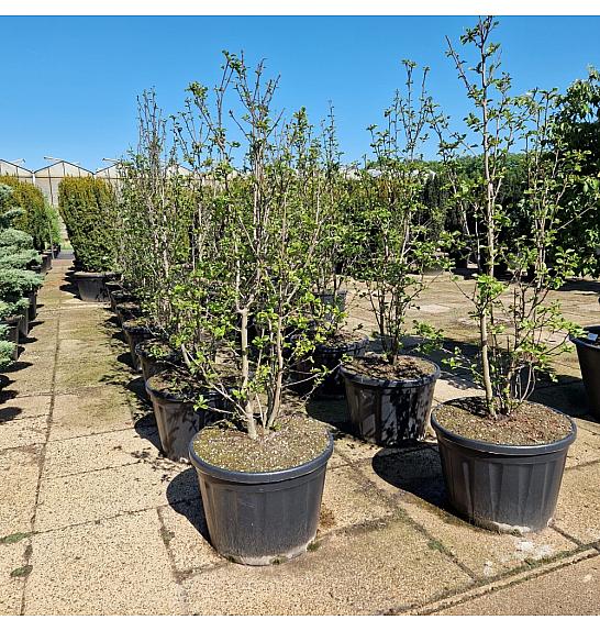 Magnolia Genie C180 Lit. 175-200 cm