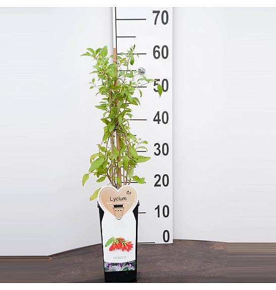 Lycium barbarum Instant Success C2 Lit. 30-40 cm