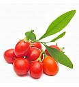 Lycium barbarum C2 Lit. 30-40 cm