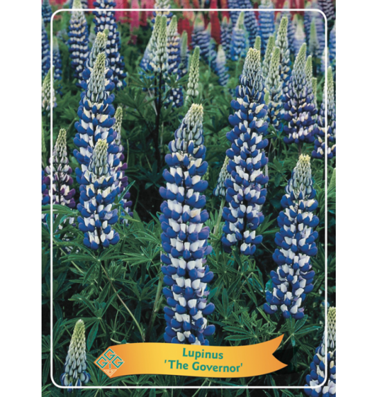 Lupinus The Governor Ø11