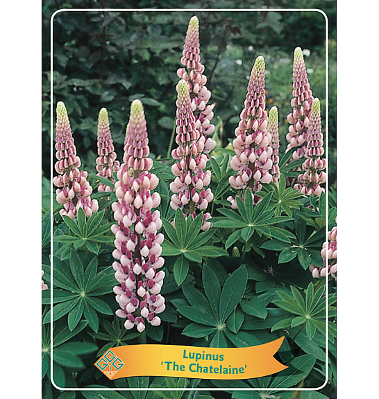 Lupinus The Chatelaine Ø11