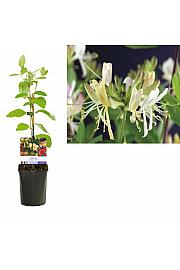 Lonicera per. Belgica Select C1 Lit. 20-30 cm
