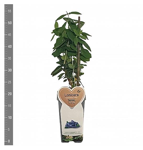 Lonicera kamschatica Altaj C2 Lit. 30-40 cm