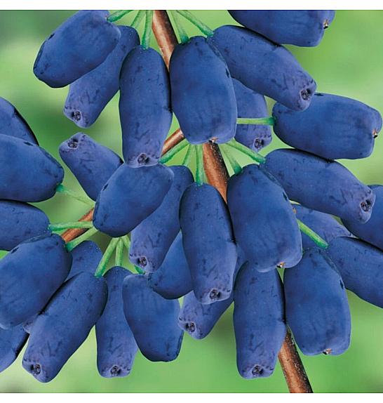 Lonicera kamschatica Altaj C2 Lit. 30-40 cm