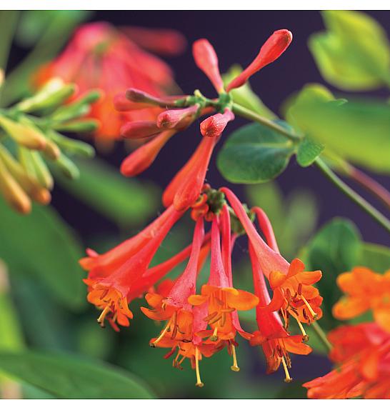 Lonicera Dropmore Scarlet C1 Lit. 20-30 cm