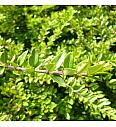 Lonicera nitida Maigrün Ø 9