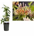 Lonicera henryi C1 Lit. 20-30 cm