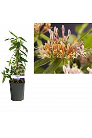 Lonicera henryi C1 Lit. 20-30 cm