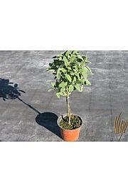 Salvia officinalis Ø14 Na Steblu 20 cm