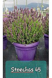 Lavandula stoechas Ø45