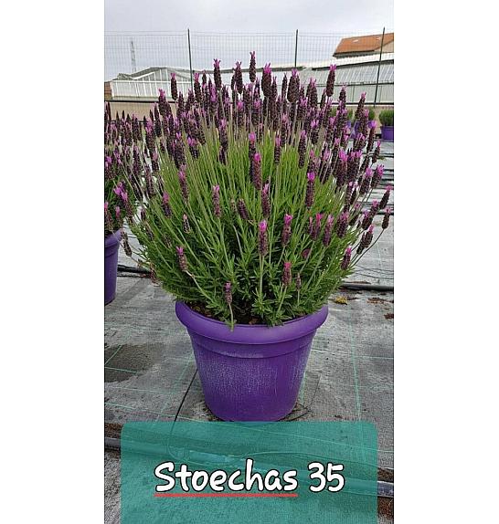Lavandula stoechas Ø35