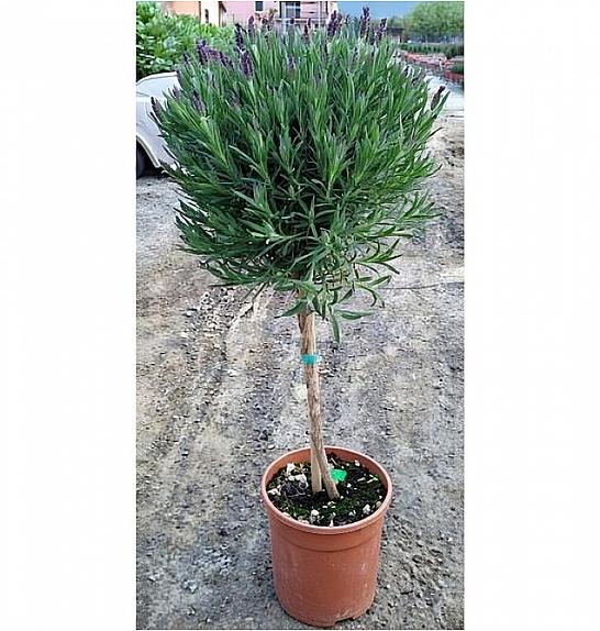 Lavandula stoechas Ø18 Na Steblu 30 cm