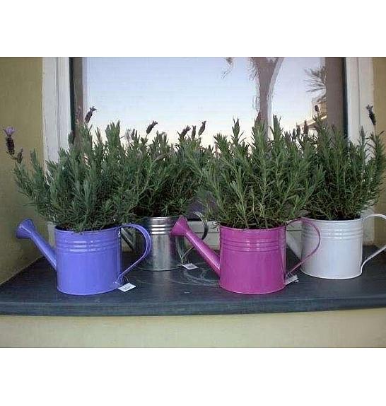 Lavandula stoechas Ø14 zalivalka