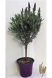 Lavandula stoechas Ø14 Na Steblu 20 cm