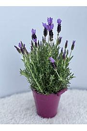 Lavandula stoechas Ø14 kovinsko vedro