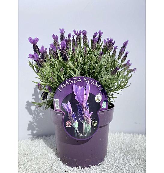 Lavandula Stoechas Ø14
