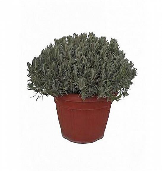 Lavandula angustifolia Ø45