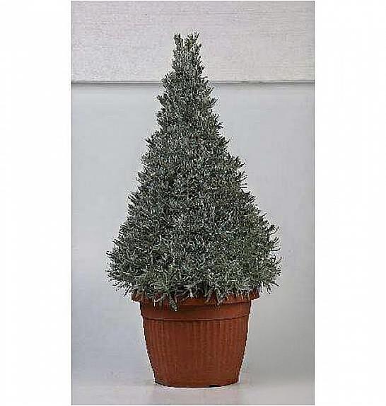 Lavandula angustifolia Ø35 piramida