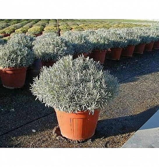 Lavandula angustifolia Ø35
