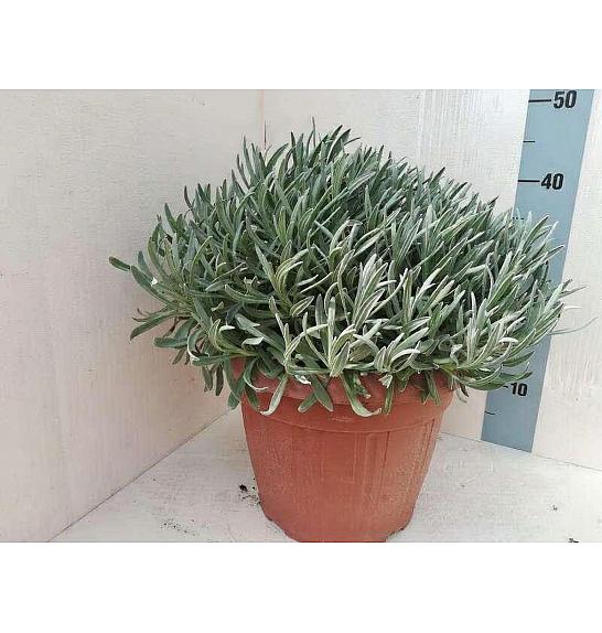 Lavandula angustifolia Ø30