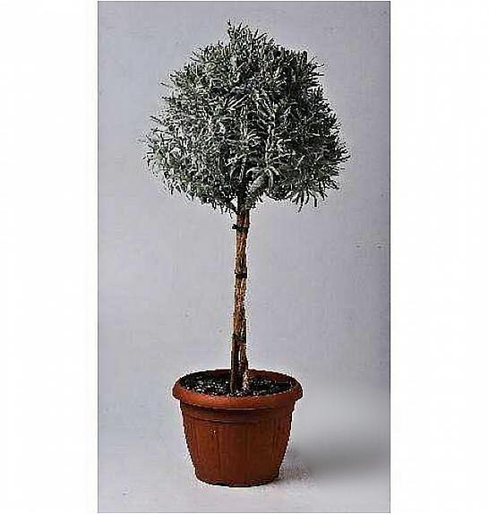 Lavandula angustifolia Ø24 Na Steblu 40 cm