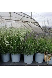 Lavandula Ø19 mix