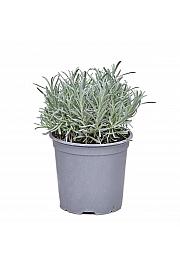 Lavandula angustifolia Ø19