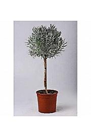 Lavandula angustifolia Ø18 Na Steblu 30 cm