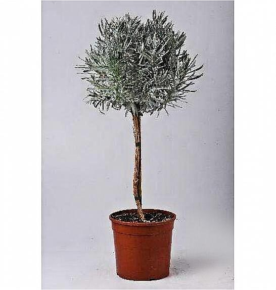 Lavandula angustifolia Ø18 Na Steblu 30 cm