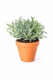 Lavandula angustifolia Ø 14