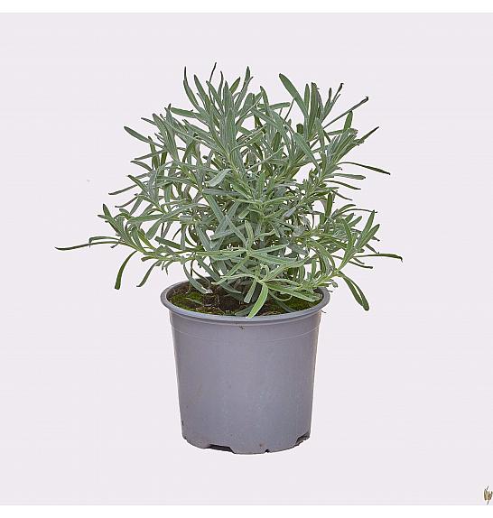 Lavandula angustifolia Ø 14